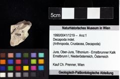 Foto (Objket + Etiketten) von Decapoda indet. 